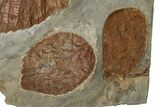 Seven Fossil Leaves (Zizyphoides, Beringiaphyllum & Davidia) -Montana #204023-4